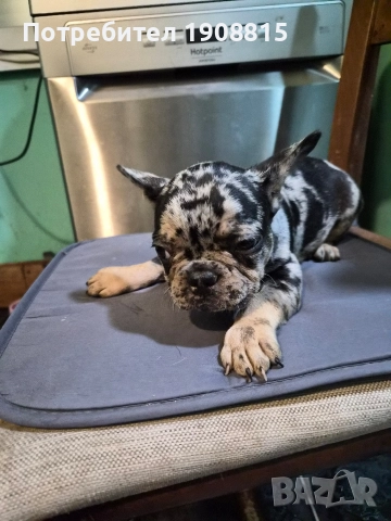 френски булдог