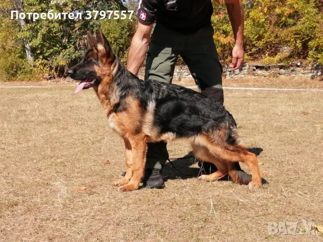 Развъдник за Немско Овчарко Куче von Haus Evelin , снимка 4 - Немска овчарка - 46421572