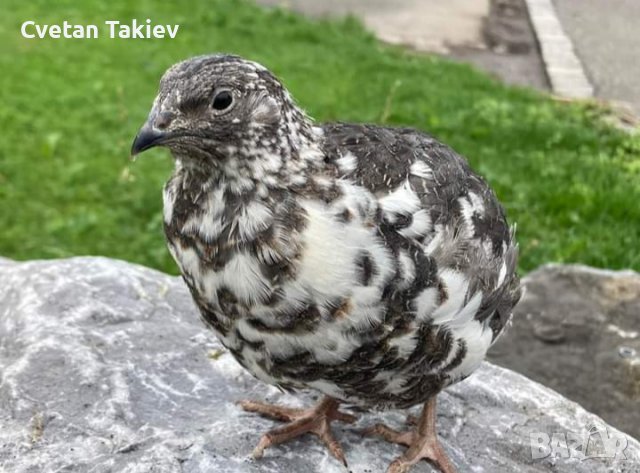 Пъдпъдъчи яйца, за разплод и консумация, пъдпъдъци и пилета