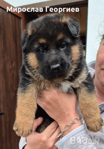 Немски овчарки , снимка 1