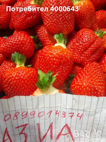 Ццелогодишен сорт ягоди и малини , снимка 3 - Разсади - 49456274