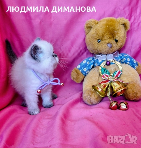 Екзотично момиче със сини очи. 