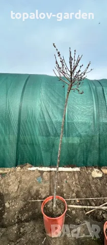 Червенолистна слива, снимка 4 - Градински цветя и растения - 40862810