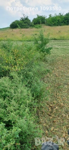 почистване на захрастени терени и пасища с мулчер , снимка 2 - Други услуги - 50996689