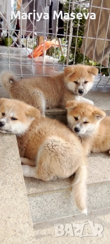 Продавам кученца Акита , снимка 3 - Акита - 52650845