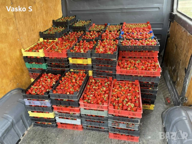 Качествен разсад на малини и ягоди, снимка 4 - Градински цветя и растения - 53447087