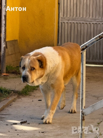 Алабай (Средно Азиатска овчарка), снимка 10 - Алабай - 52940508