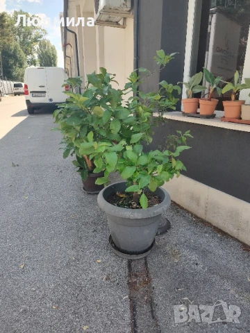 Лемон + чиното дърво , снимка 2 - Градински цветя и растения - 51228112