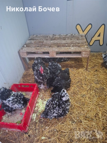 Яица за люпене от Кохен ,Брама,Орпингтон и Копринки, снимка 14 - други­ - 53056688