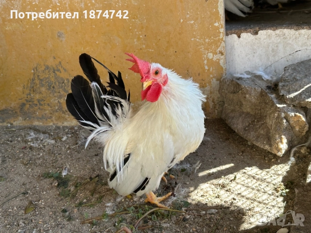 Петлета Шабо