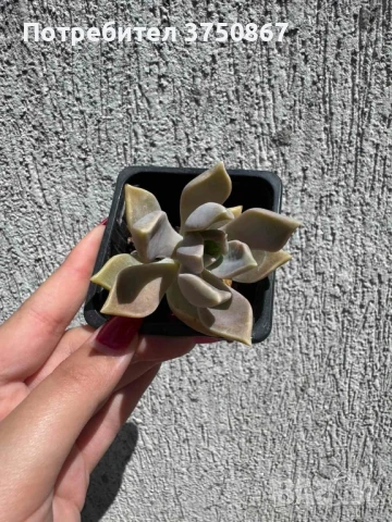 Сукулент Graptopetalum paraguayense (Седеф, Каменна роза, Призрачно растение, Майка на перлите), снимка 3 - Градински цветя и растения - 51003729
