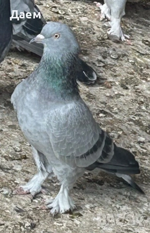 Мардини за игра , снимка 5 - Гълъби - 53014232