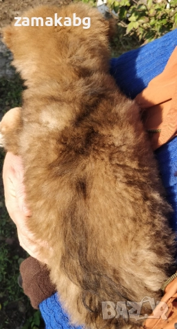 Подаряваме кученца бездомничета пухени бобчета, снимка 12 - Други - 52430271