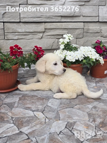 лабрадор ретривър, снимка 7 - Лабрадор ретривър - 53295216