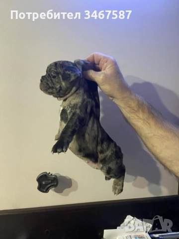 Мини Френски Булдог (женски) 