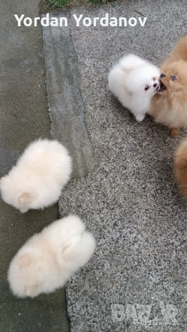 Померанчета , снимка 8 - Померан - 53490849