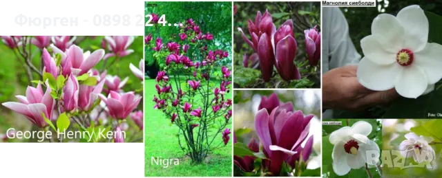 Магнолия - Magnolia НАЛИЧНИ 21 ВИДА Студоустoйчиви, снимка 4 - Градински цветя и растения - 33512293