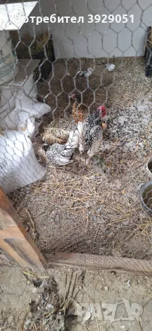 продавам зибрайт, снимка 2 - Кокошки и пуйки - 50125971