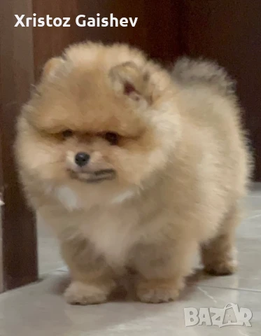 Продавам мъжки померан , снимка 1