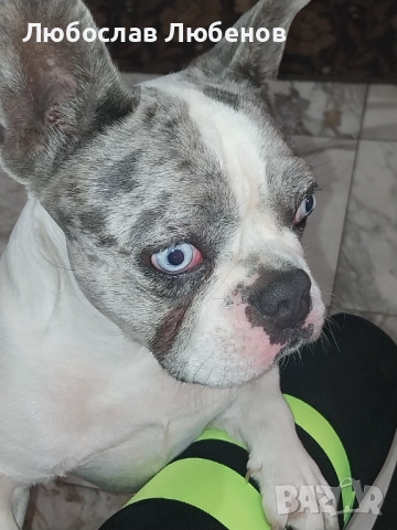 Френски булдог , снимка 4 - Френски булдог - 52931895
