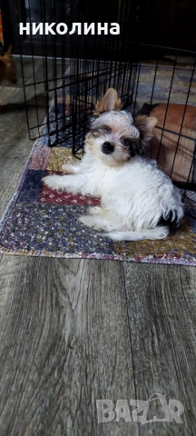 Продавам Йоркширски териер , снимка 2 - Йоркширски териер - 53016088