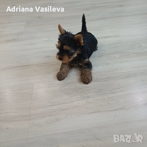 Йоркширски териер 