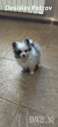 Мини шпиц померан момиче 