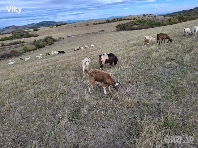 ярета на свободна паша, снимка 9 - Кози - 51962192
