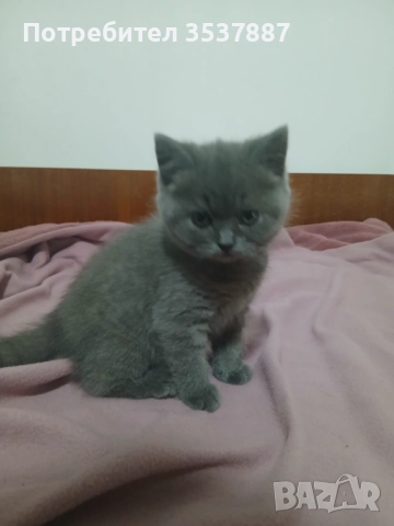 Британки, снимка 2 - Британска късокосместа - 52580269