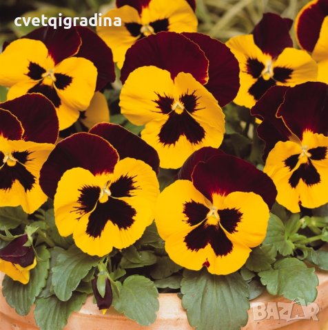  Viola wittrockiana red wing(Виола Червено крило), снимка 2 - Градински цветя и растения - 43639418