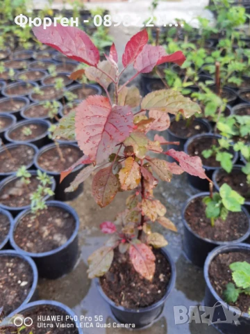 Декоративна червена ябълка Малус, снимка 2 - Разсади - 50369122