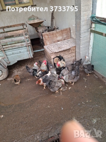 Оплодени яйца от катунски кокошки