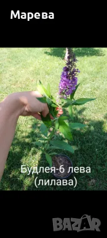 Цветя микс,външни основно и някои вътрешни. Цени на снимки , снимка 14 - Други - 47358248