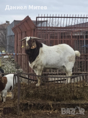 пръч боер, снимка 7 - Кози - 52481992