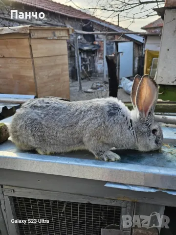 Продавам зайци