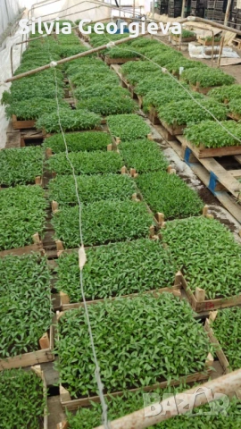Разсад домати,краставици,пипер, снимка 6 - Разсади - 53459228