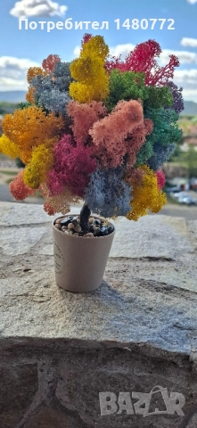 Дърво със скандинавски мъх , снимка 4 - Други - 47986457