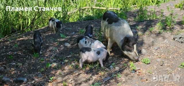 виетнамски прасета прасенца, снимка 3 - Плюшени играчки - 51588207