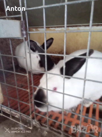 Клетки за зайци, снимка 7 - За селскостопански - 53436715