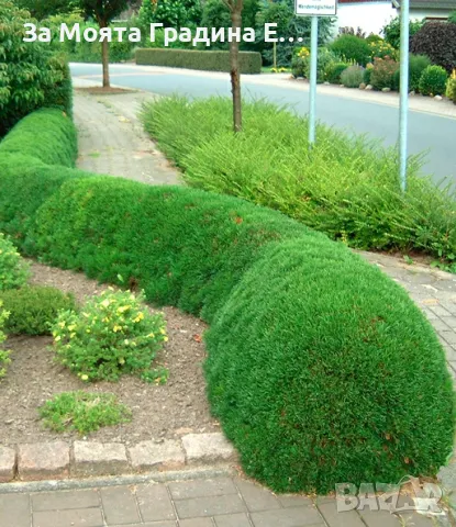 Клек - Pinus mugo pumilio, снимка 2 - Градински цветя и растения - 49489919