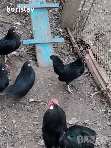 Продавам розкомб кокошки