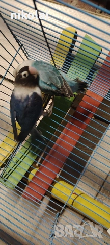 син масков , снимка 7 - Папагали - 52996764