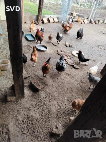 Продавам Кокошки, снимка 3 - Кокошки и пуйки - 53016557