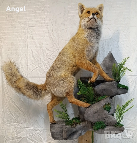 препарирани животни фазани и лисица , снимка 5 - Други стоки за дома - 52719535
