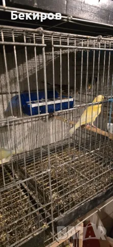 продавам канари , снимка 3 - Канари - 48365197