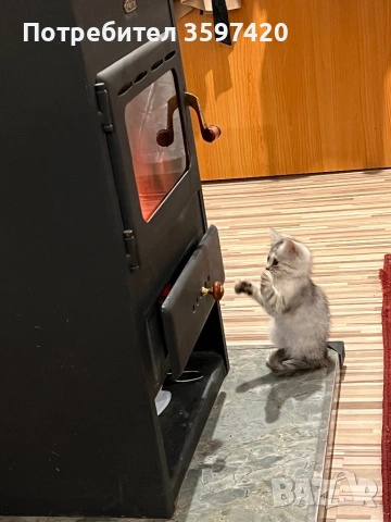 Женско персийско котенце , снимка 3 - Персийска - 53113318