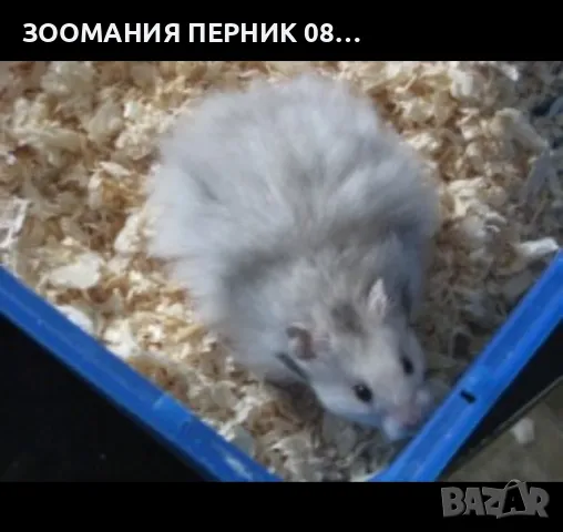 хамстери , снимка 1