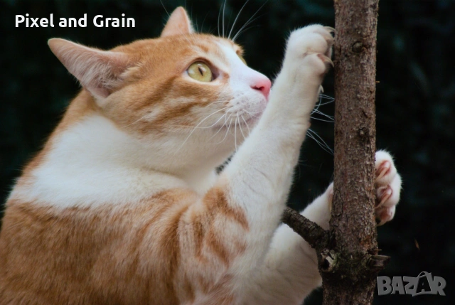 Tamron AF 28-200mm f3.8-5.6 AF LD EF обектив Канон, снимка 12 - Обективи и филтри - 53567239