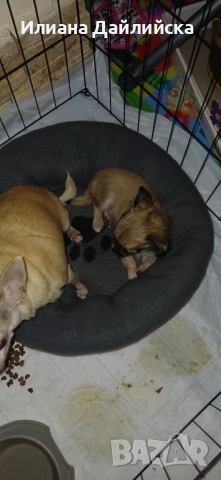 Супер мини чихуахуа, снимка 11 - Чихуахуа - 53387021