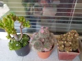 Продавам кактуси, снимка 6